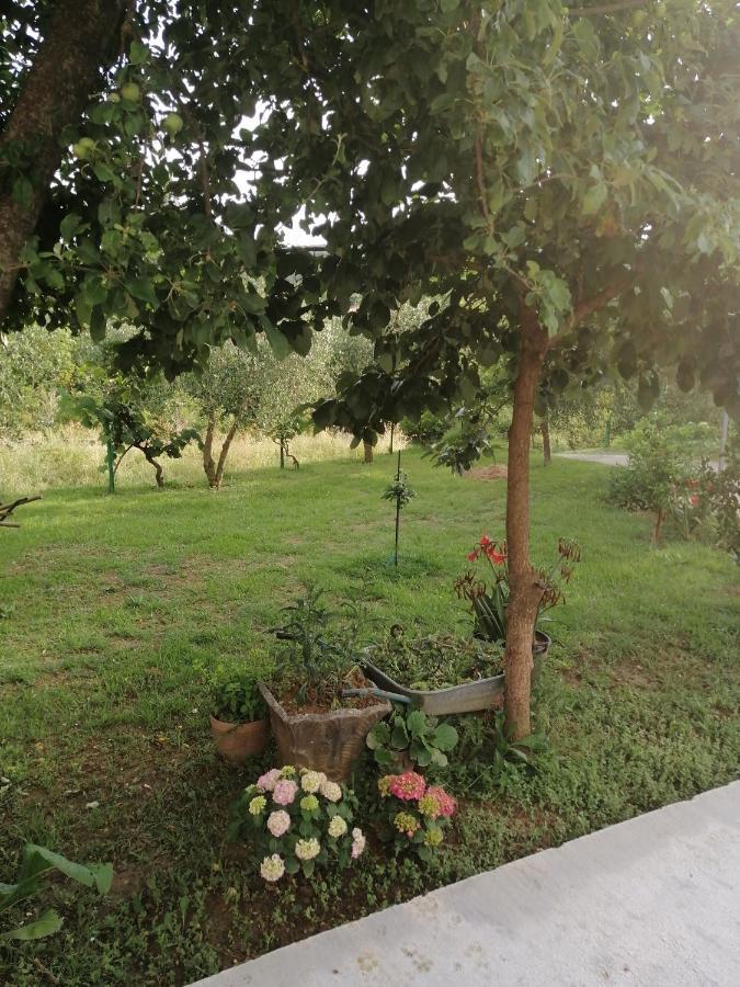 Apartman Petovic Kotor Buitenkant foto